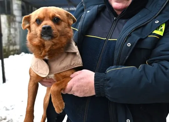Słodki Ząbek szuka domu, za kilka dni grozi mu schronisko, , Pułtusk