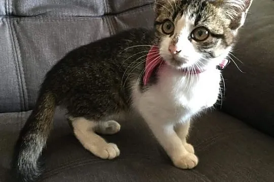 4 miesięczna kotka Krysia do adopcji