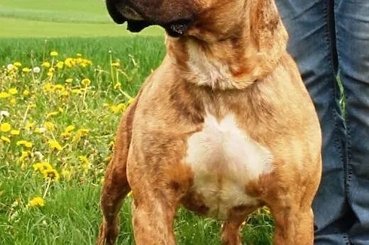 Tazik łagodny pies w typie rasy amstaff ADOPCJA,  