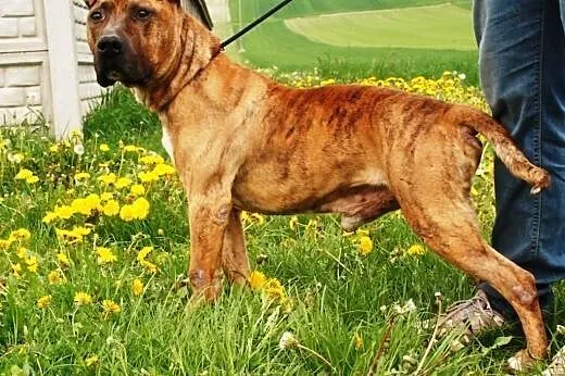 Tazik łagodny pies w typie rasy amstaff ADOPCJA,  