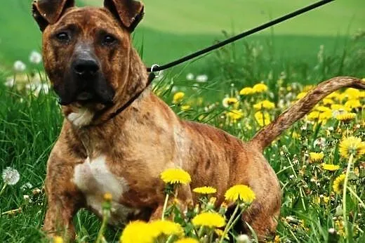 Tazik łagodny pies w typie rasy amstaff ADOPCJA,  