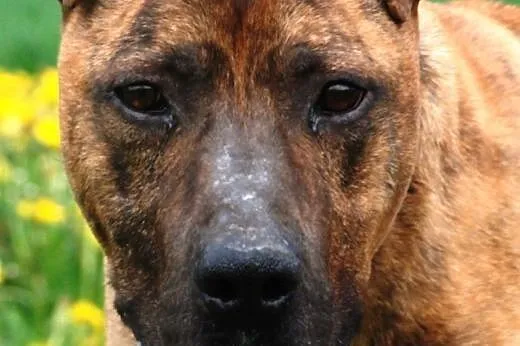 Tazik łagodny pies w typie rasy amstaff ADOPCJA,  