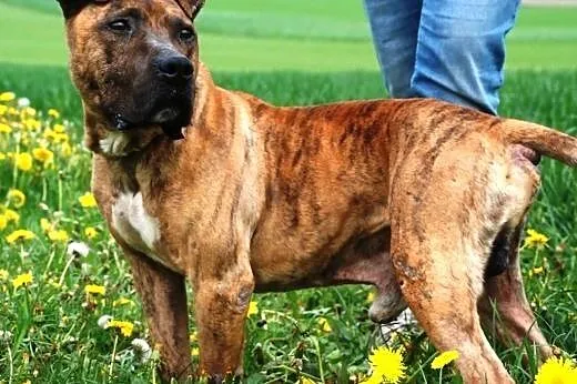 Tazik łagodny pies w typie rasy amstaff ADOPCJA,  