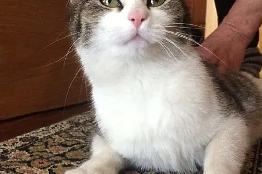 Marzenka