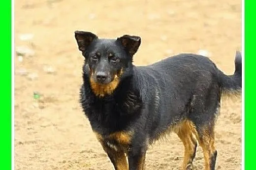 Pies i suczka,osobno lub razem,łagodne,przytulaśne
