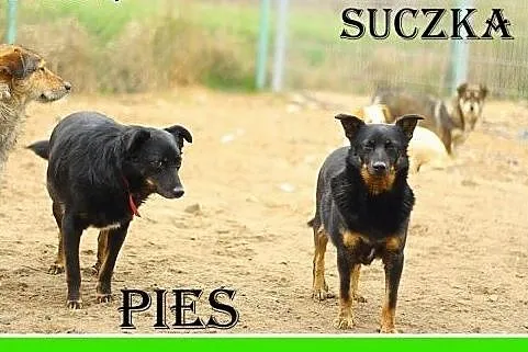 Pies i suczka,osobno lub razem,łagodne,przytulaśne
