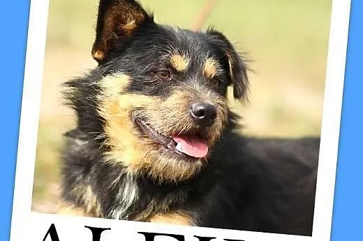 10 kg,łagodny,przyjazny,szorstkowłosy piesek ALFIK