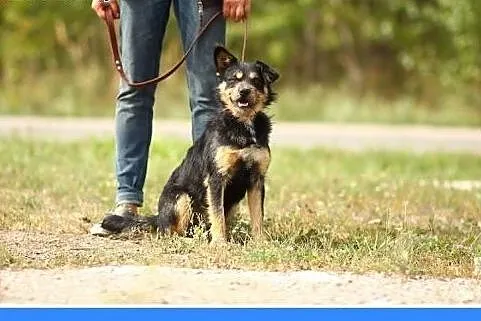 10 kg,łagodny,przyjazny,szorstkowłosy piesek ALFIK