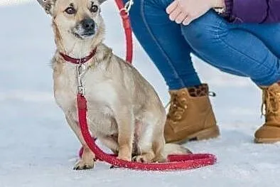 Nieduża, beżowa piękność, kochająca ludzi Beksa do