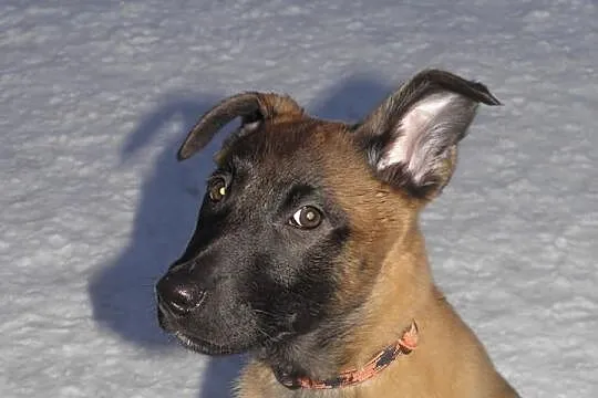 Malinois puppy excellent. blood line !