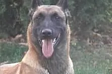 Malinois puppy excellent. blood line !