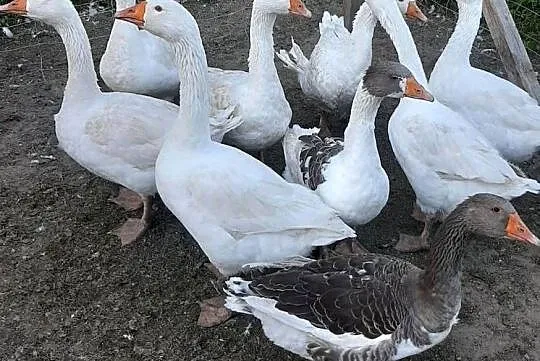 Gęsi z domowego chowu