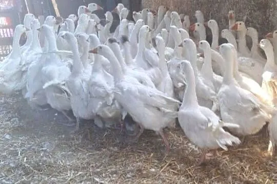 Gęsi z domowego chowu, Kujawsko-pomorskie, Młynek