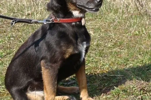 Pinia - drobniutka, delikatna 5 kg kruszynka urato