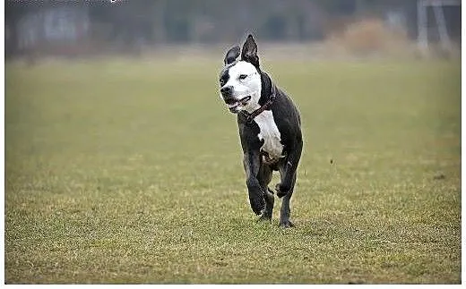 Amstaff Kornel wygrał walkę o życie, teraz walczy