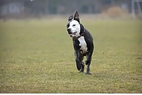 Amstaff Kornel wygrał walkę o życie, teraz walczy 