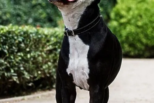 Amstaff Kornel wygrał walkę o życie, teraz walczy 