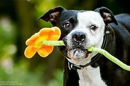 Amstaff Kornel wygrał walkę o życie, teraz walczy 
