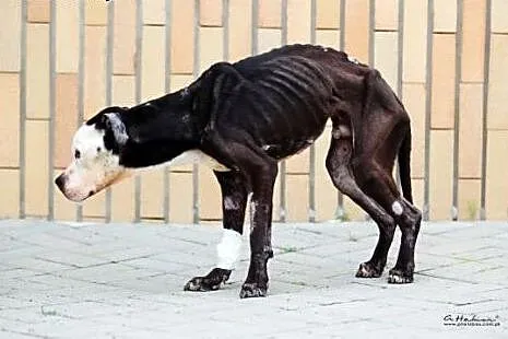 Amstaff Kornel wygrał walkę o życie, teraz walczy 