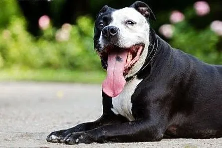 Amstaff Kornel wygrał walkę o życie, teraz walczy 