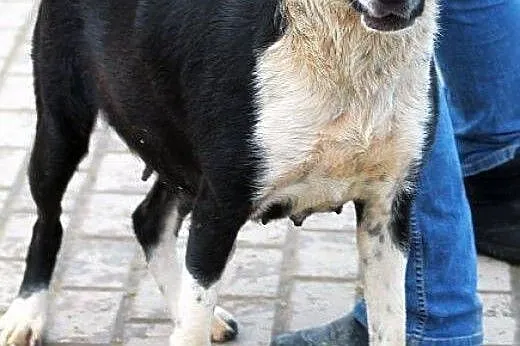 AISZA sunia o pięknej duszy- szuka domu na zawsze,