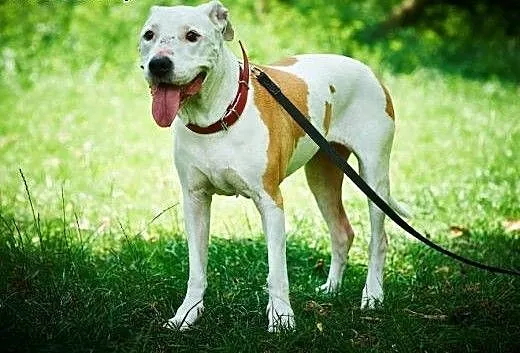 Daisy kochana, łagodna suczka amstaff czeka na koc
