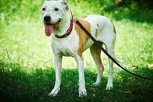 Daisy kochana, łagodna suczka amstaff czeka na koc