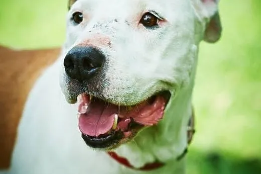 Daisy kochana, łagodna suczka amstaff czeka na koc