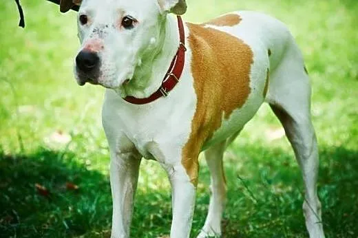 Daisy kochana, łagodna suczka amstaff czeka na koc