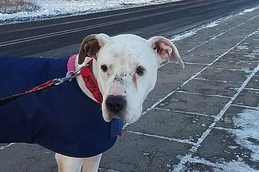 Daisy kochana, łagodna suczka amstaff czeka na koc
