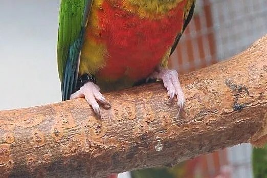 Rudosterki żółtobrzuche (Pyrrhura molinae hypoxantha), , Babica