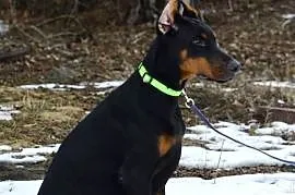 Szczeniak dobermana
