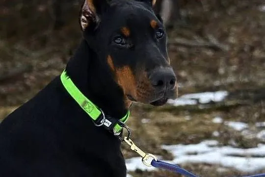 Szczeniak dobermana, Łódzkie, Głowno