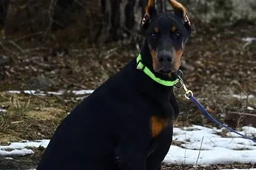 Szczeniak dobermana, Łódzkie, Głowno