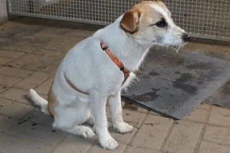 Klara do adopcji ,  śląskie Częstochowa