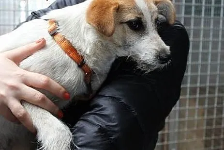Klara do adopcji ,  śląskie Częstochowa