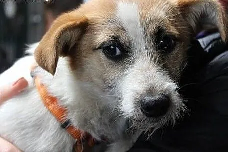 Klara do adopcji ,  śląskie Częstochowa