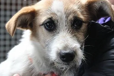 Klara do adopcji ,  śląskie Częstochowa