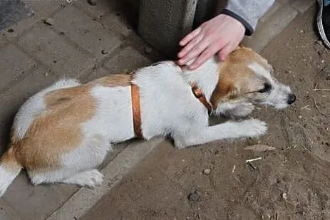 Klara do adopcji ,  śląskie Częstochowa