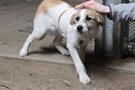 Klara do adopcji ,  śląskie Częstochowa