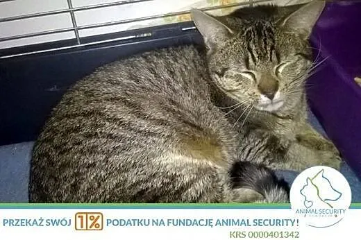 MIKO 7-miesięczny wychodzący kocurek,  wielkopolsk