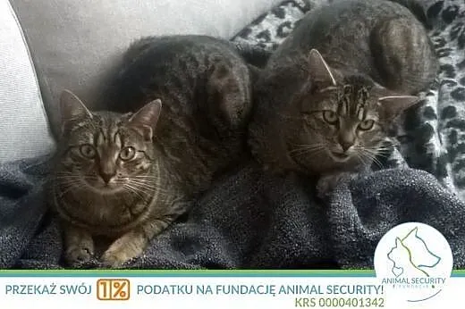 MIKO 7-miesięczny wychodzący kocurek,  wielkopolsk