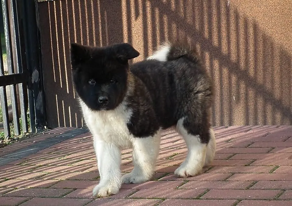 Akita amerykańska