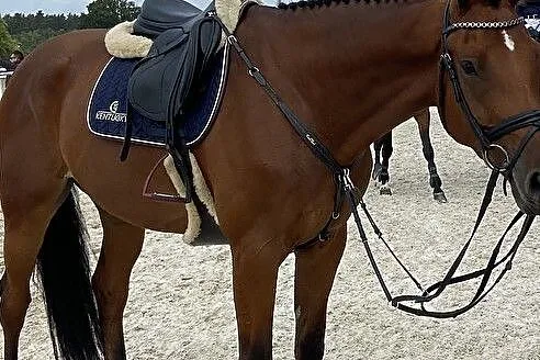 Sprzedam klacz, , Hejdyk