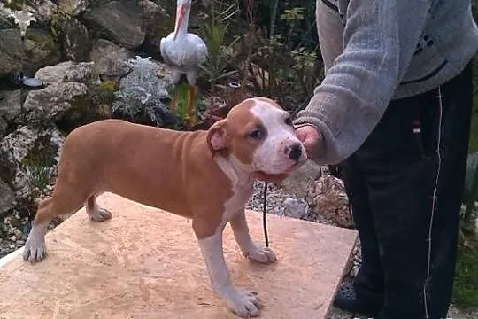 AMSTAFF sceniaki z rodowodem FCI