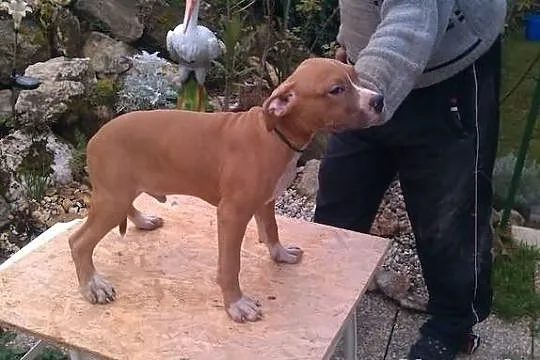 AMSTAFF sceniaki z rodowodem FCI