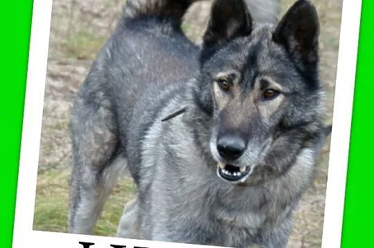 LUPUS-mix owczarek,duży,ważący 30 kg młody 3 letni
