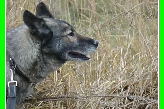 LUPUS-mix owczarek,duży,ważący 30 kg młody 3 letni