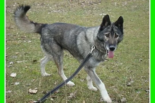 LUPUS-mix owczarek,duży,ważący 30 kg młody 3 letni