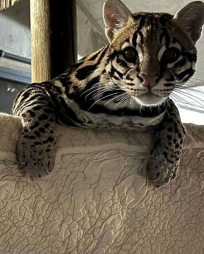 Leopardus Pardalis (ocelot wielki), Śląskie, Bielsko-Biała
